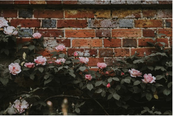 Foliage on brick wall